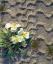 Picture of CA, SAN DIEGO TIRE TRACKS OVER DUNE PRIMROSE