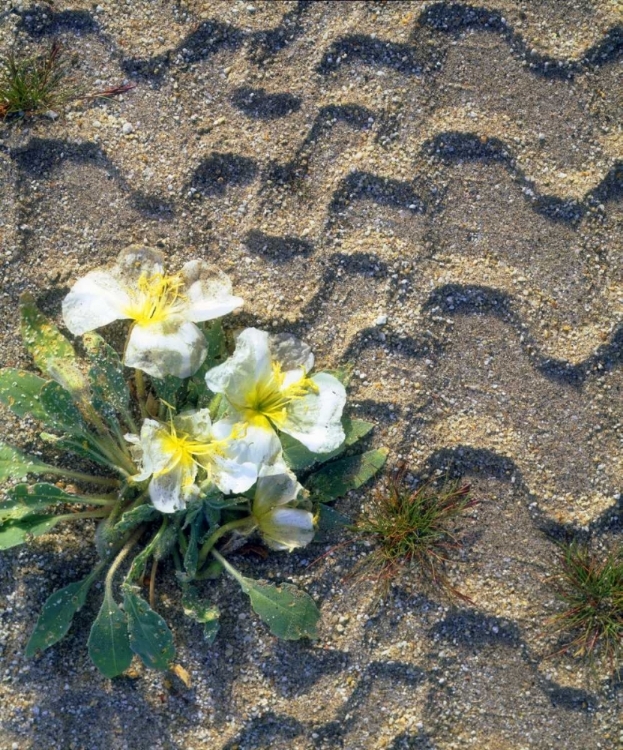 Picture of CA, SAN DIEGO TIRE TRACKS OVER DUNE PRIMROSE