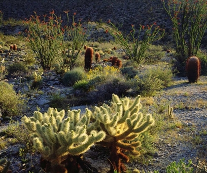 Picture of CA, ANZA-BORREGO CACTUS WITH OCOTILLO PLANTS