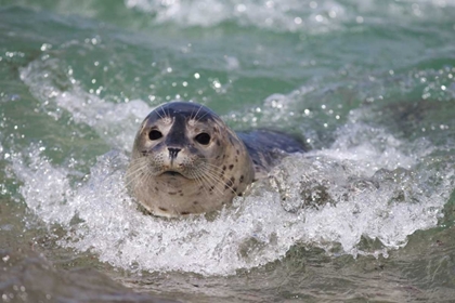 Picture of USA, CALIFORNIA, LA JOLLA A BABY SEAL SURFING