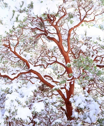 Picture of USA, CALIFORNIA A SNOW-COVERED MANZANITA BUSH