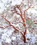 Picture of USA, CALIFORNIA A SNOW-COVERED MANZANITA BUSH