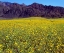 Picture of CALIFORNIA, DEATH VALLEY NP DESERT SUNFLOWERS