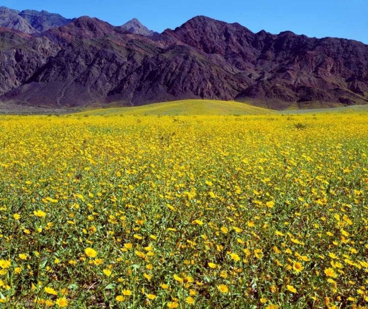 Picture of CALIFORNIA, DEATH VALLEY NP DESERT SUNFLOWERS