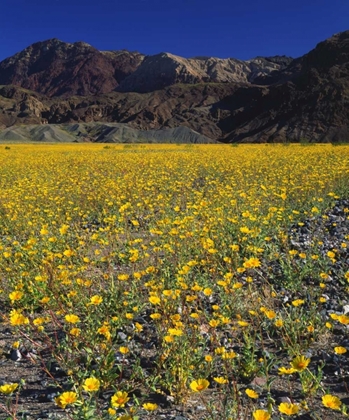 Picture of CALIFORNIA, DEATH VALLEY NP DESERT SUNFLOWERS