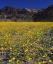 Picture of CALIFORNIA, DEATH VALLEY NP DESERT SUNFLOWERS
