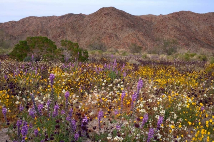 Picture of CALIFORNIA, JOSHUA TREE NP DESERT WILDFLOWERS