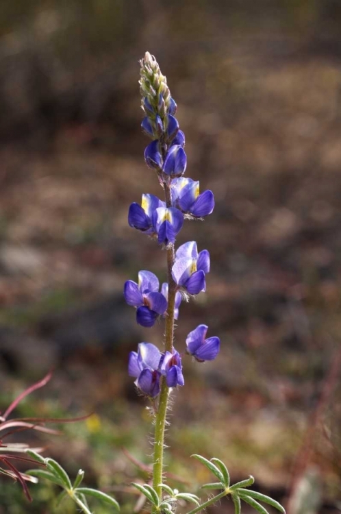 Picture of CALIFORNIA, JOSHUA TREE NP LUPINE WILDFLOWERS