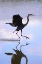 Picture of CALIFORNIA, LAKESIDE, GREAT BLUE HERON LANDING