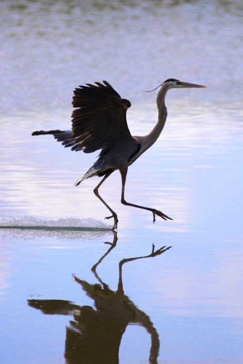 Picture of CALIFORNIA, LAKESIDE, GREAT BLUE HERON LANDING