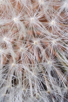 Picture of CALIFORNIA, SAN DIEGO, CLOSE-UP OF A DANDELION