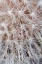 Picture of CALIFORNIA, SAN DIEGO, CLOSE-UP OF A DANDELION