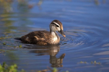 Picture of CALIFORNIA, SAN DIEGO, LAKESIDE WOOD DUCKLING