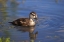 Picture of CALIFORNIA, SAN DIEGO, LAKESIDE WOOD DUCKLING