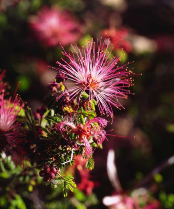 Picture of CALIFORNIA, ANZA-BORREGO DESERT SP WILDFLOWER