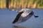 Picture of CALIFORNIA, SAN DIEGO, GREAT BLUE HERON FLYING