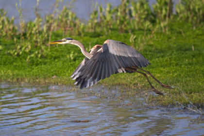 Picture of CALIFORNIA, SAN DIEGO, GREAT BLUE HERON FLYING