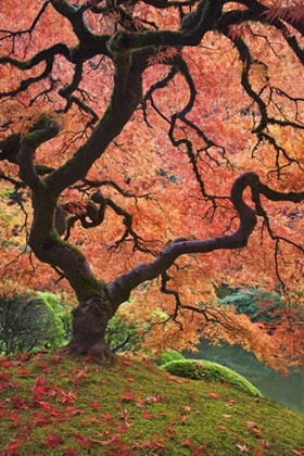 Picture of OR, PORTLAND JAPANESE MAPLE TREES IN AUTUMN