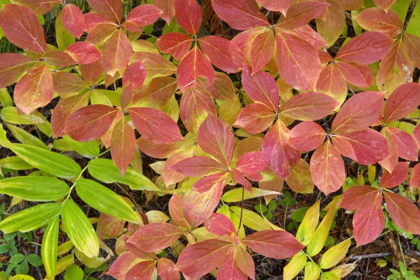 Picture of OR, ROGUE RIVER NF DOGWOOD LEAVES IN AUTUMN