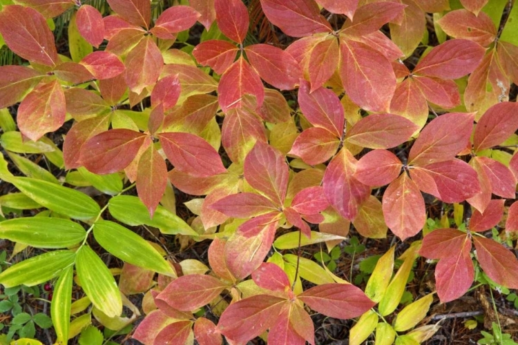 Picture of OR, ROGUE RIVER NF DOGWOOD LEAVES IN AUTUMN