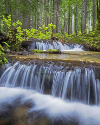 Picture of WA, GIFFORD PINCHOT NF WATERFALL AND FOREST