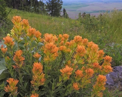 Picture of WA, KAMIAK BUTTE CO PARK INDIAN PAINTBRUSH