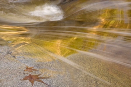 Picture of AZ, TUCSON MAPLE LEAVES IN THE ROMERO POOLS