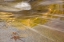Picture of AZ, TUCSON MAPLE LEAVES IN THE ROMERO POOLS