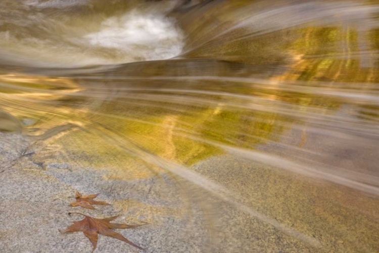 Picture of AZ, TUCSON MAPLE LEAVES IN THE ROMERO POOLS