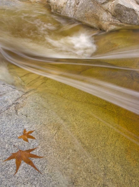 Picture of AZ, TUCSON MAPLE LEAVES IN THE ROMERO POOLS