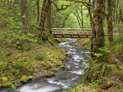 Picture of OR, COLUMBIA GORGE WOODEN BRIDGE OVER CREEK