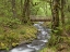 Picture of OR, COLUMBIA GORGE WOODEN BRIDGE OVER CREEK