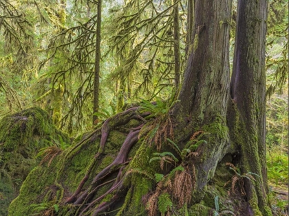 Picture of WA, OLYMPIC NP WESTERN RED CEDAR ON BOULDER