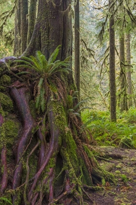 Picture of WA, OLYMPIC NP WESTERN RED CEDAR ON BOULDER