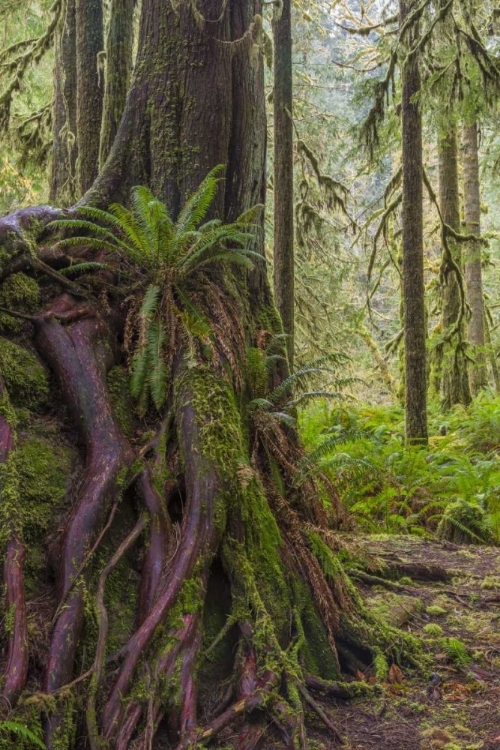 Picture of WA, OLYMPIC NP WESTERN RED CEDAR ON BOULDER