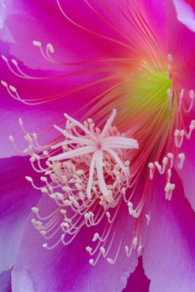 Picture of ORCHID CACTUS FLOWER, EPIPHYLLUM ACKERMANNII