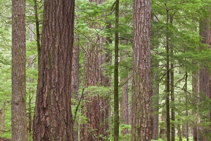 Picture of WA, OLYMPIC NF OLD GROWTH DOUGLAS FIR TREES