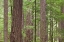 Picture of WA, OLYMPIC NF OLD GROWTH DOUGLAS FIR TREES