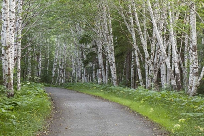Picture of AK, DOUGLAS ISLAND ROAD THROUGH ALDER TREES