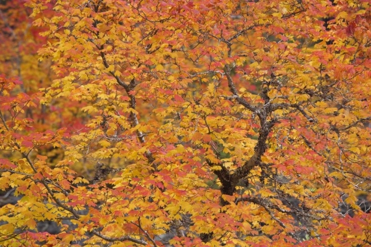Picture of OR, WILLAMETTE NF VINE MAPLE TREE IN AUTUMN