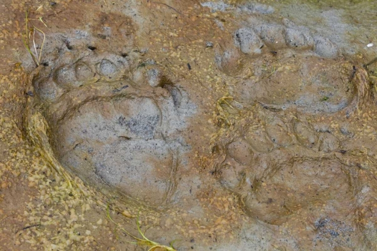 Picture of AK, GLACIER BAY NP BLACK BEAR TRACKS IN MUD