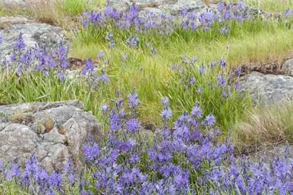 Picture of WA, YELLOW ISLAND FLOWERS SURROUND BOULDERS