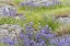 Picture of WA, YELLOW ISLAND FLOWERS SURROUND BOULDERS