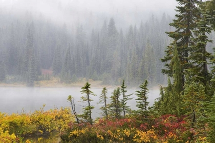 Picture of WA, MOUNT RAINIER NP TREES AND LAKE IN MIST