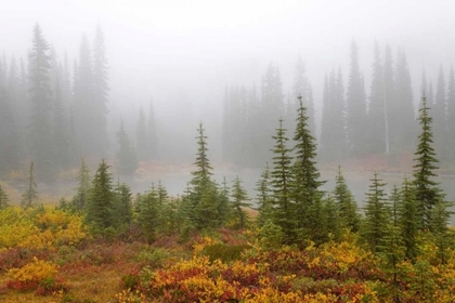 Picture of WA, MOUNT RAINIER NP TREES AND LAKE IN MIST