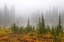 Picture of WA, MOUNT RAINIER NP TREES AND LAKE IN MIST