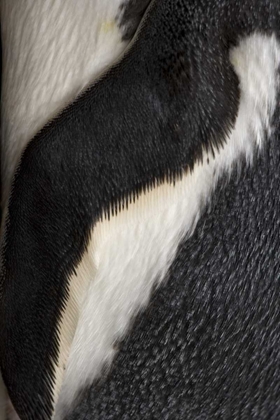 Picture of SOUTH GEORGIA ISLAND GENTOO PENGUIN FLIPPER