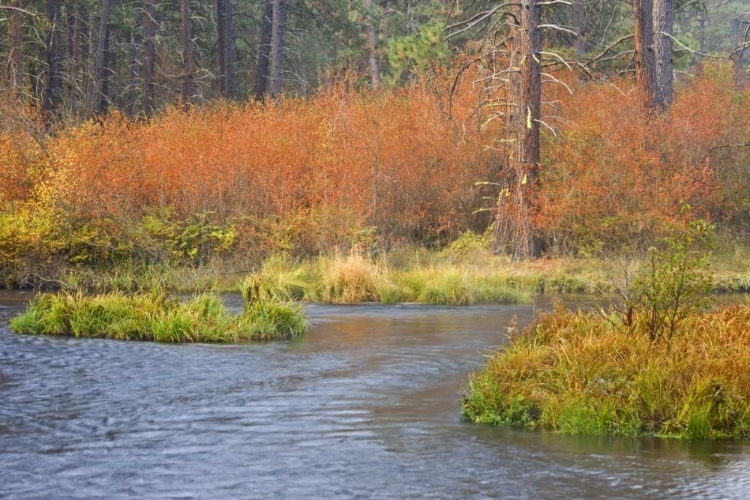 Picture of OR, METOLIUS RIVER FALL ALONG A STREAM BANK