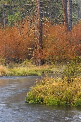 Picture of OR, METOLIUS RIVER FALL ALONG A STREAM BANK