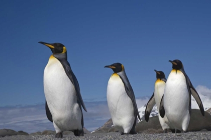 Picture of SOUTH GEORGIA ISLAND KING PENGUINS MARCHING